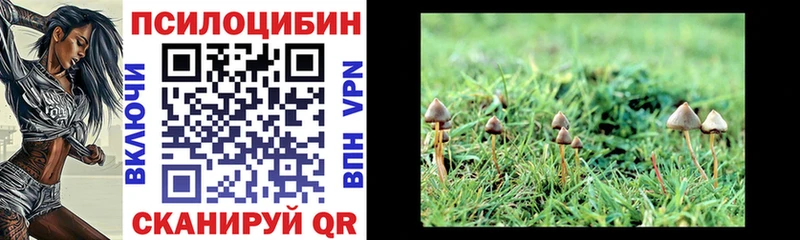 даркнет сайт Дубовка Галлюциногенные грибы Psilocybe